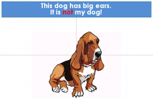 bassett hound